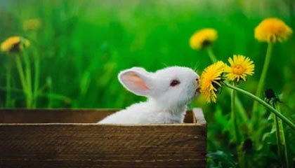 国际佛罗塔梅萨度罗焦点斯不仅再次见榜个人解析迷。