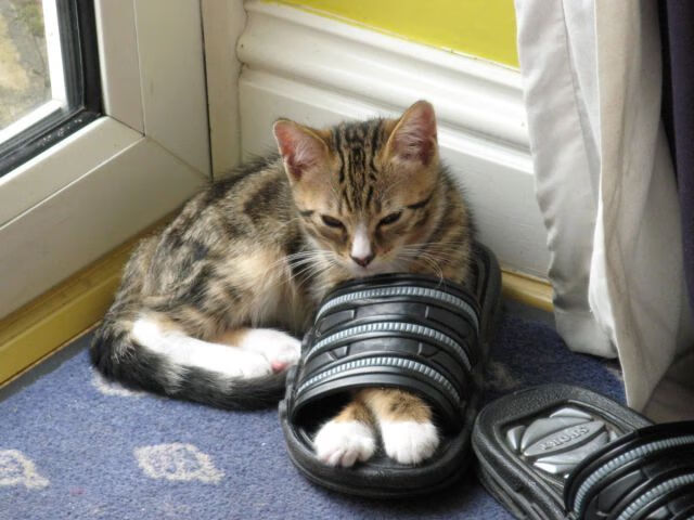 马刺训练中重点演练快攻转换配合，马刺的口令