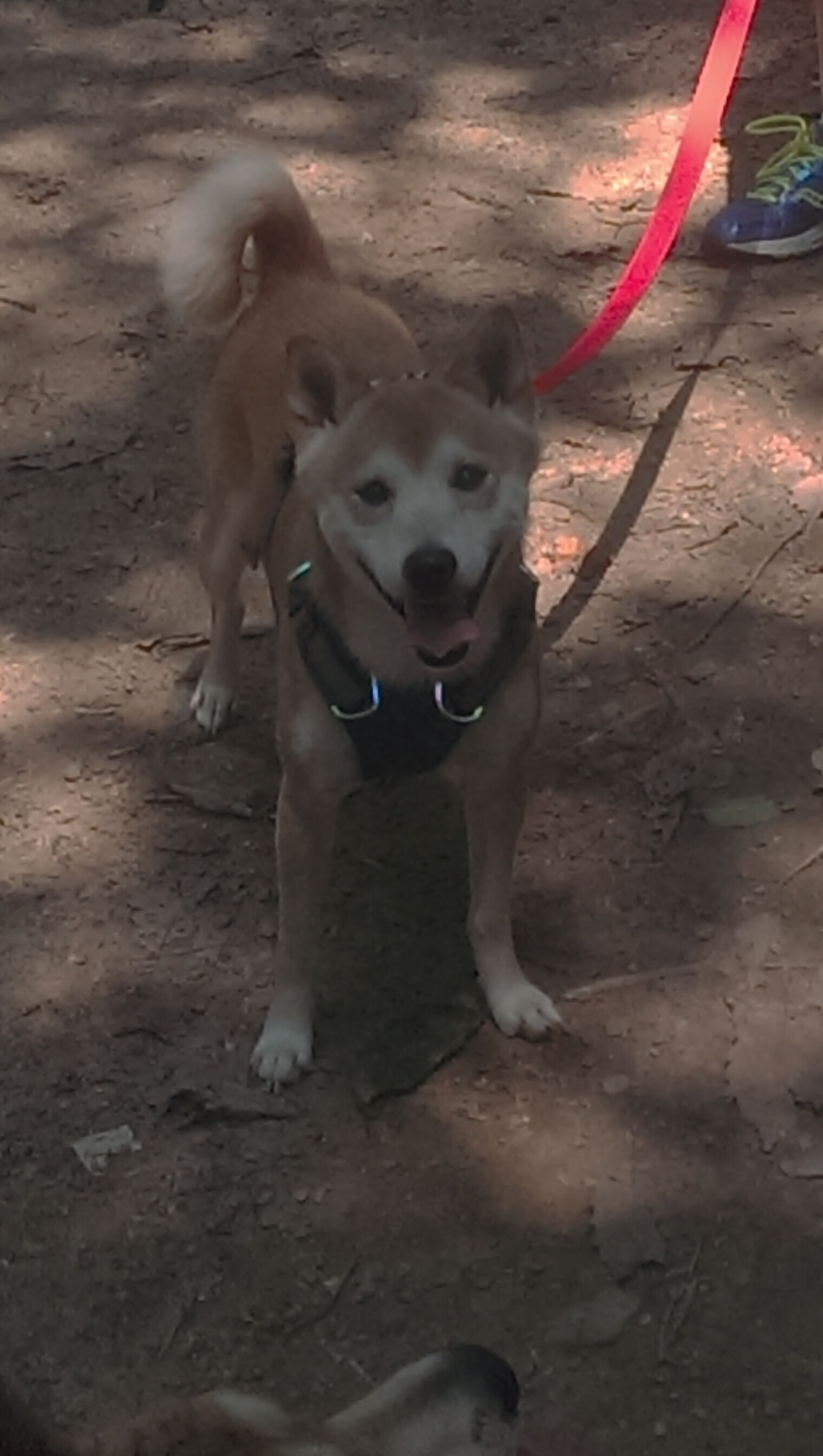 鹈鹕新援融入迅速成为场上关键角色，鹈鹕 队